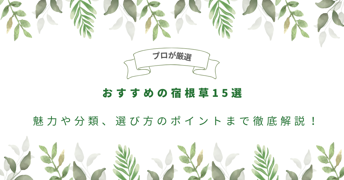 人気の宿根草!シャスターデージー 10粒と2種類の植物の種のおまけ付き 浅