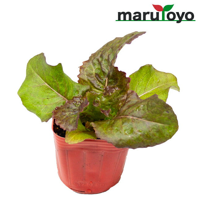 マルトヨの野菜苗 サニーレタス レッドファイヤー 葉レタス リーフ 