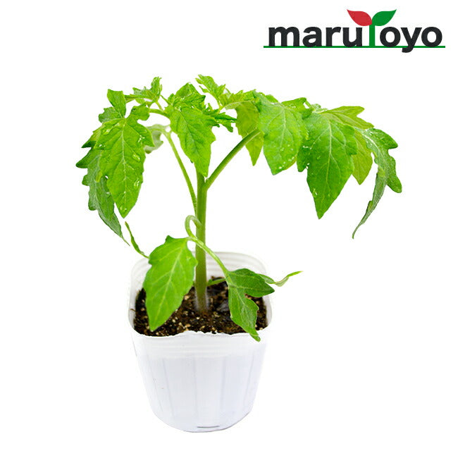 マルトヨの野菜苗 トマト ホーム桃太郎 9cmポット苗 – マルトヨ
