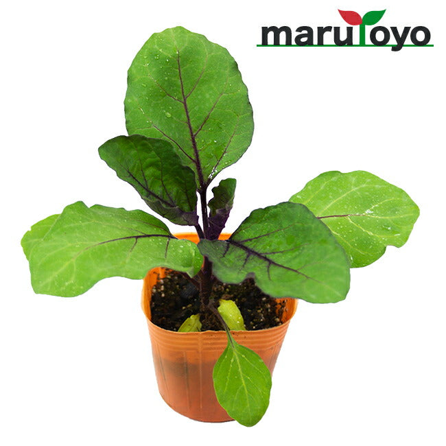 マルトヨの野菜苗 ナス 長ナス 黒陽 9cmポット苗 – マルトヨ