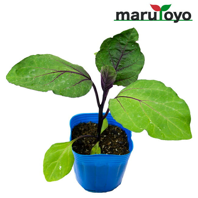 千両2号＋カレヘン なす苗 茄子苗 野菜苗 50本 8cmポット マルトヨの野菜苗 ナス 長卵形ナス 千両二号 9cmポット苗 – マルトヨ