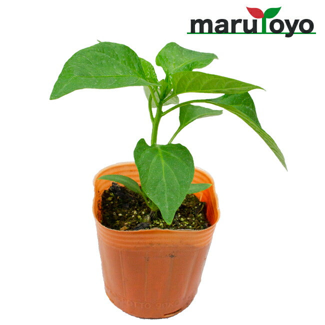マルトヨの野菜苗 ピーマン ニューエース 9cmポット苗 – マルトヨ