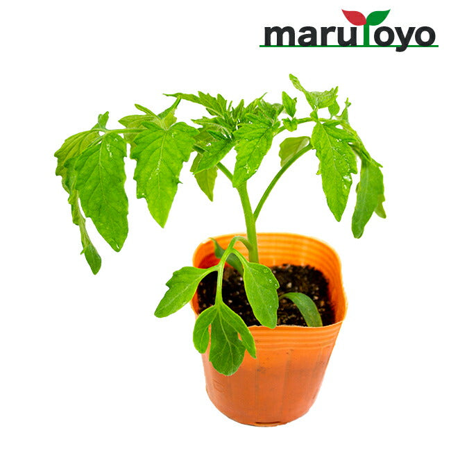 マルトヨの野菜苗 トマト サターン 9cmポット苗 – マルトヨ