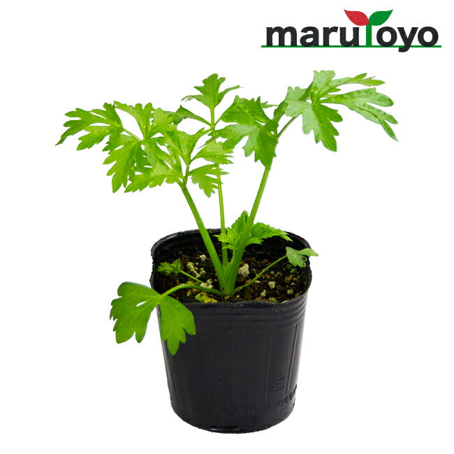 マルトヨの野菜苗 セルリー セロリ 清正にんじん オランダみつば 9cm