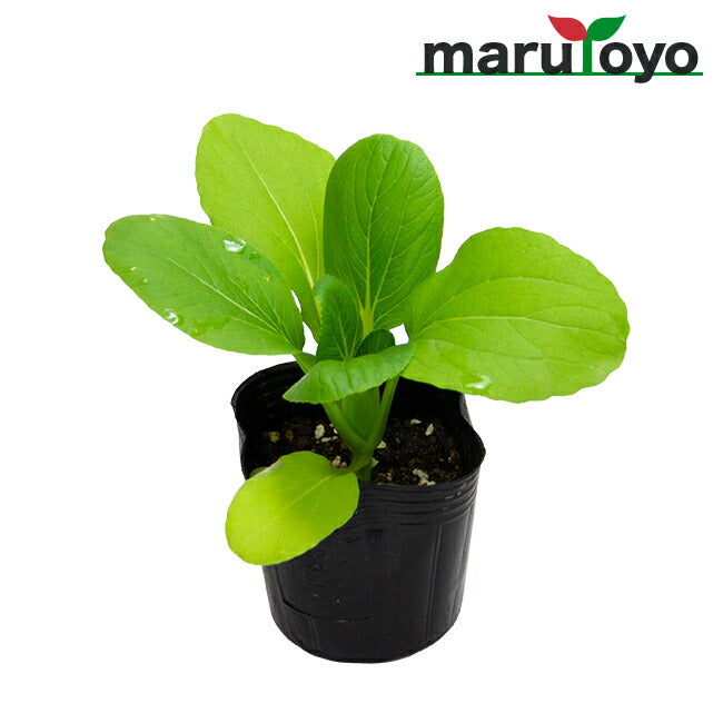 マルトヨの野菜苗 チンゲンサイ 青梗菜 9cmポット苗 – マルトヨ