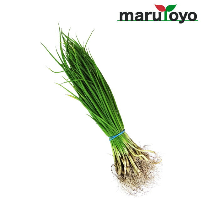 玉ねぎ苗 中晩生 ネオアース 50本 – マルトヨコーポレーション