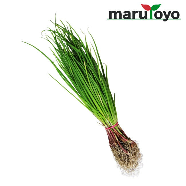 玉ねぎ苗 中晩生 赤タマネギ・サラダレッド 50本 – マルトヨ