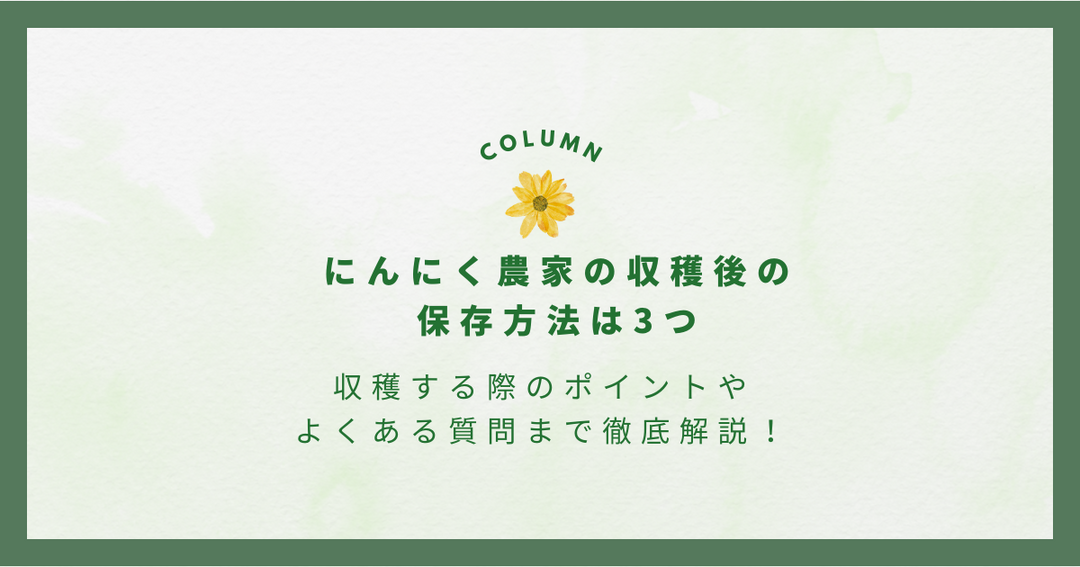 にんにく農家の収穫後の保存方法は3つ｜収穫する際のポイントやよくある質問まで徹底解説！