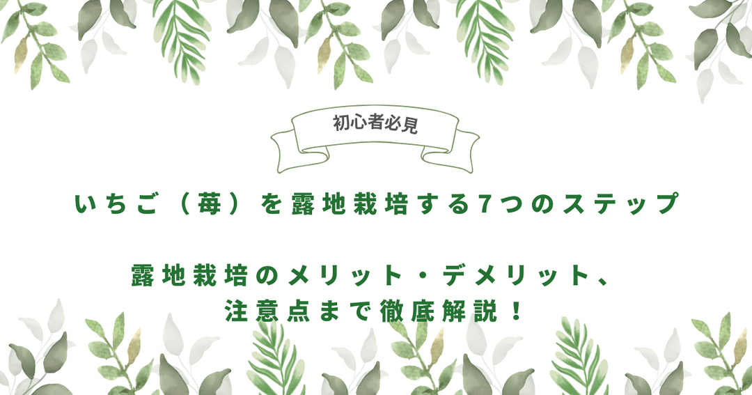 【初心者必見】いちご（苺）を露地栽培する7つのステップ｜メリットやデメリット、注意点を解説！