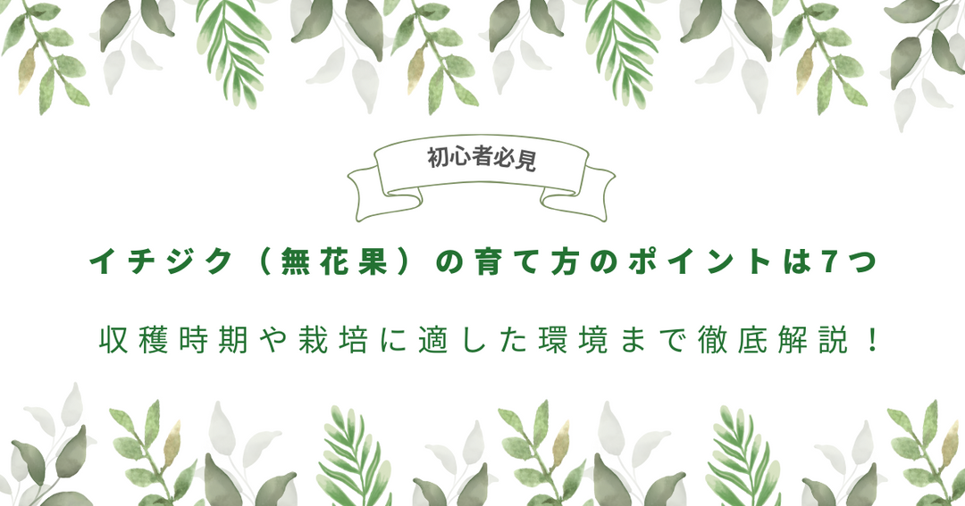 【初心者向け】イチジク（無花果）の育て方のポイントは7つ｜収穫時期や栽培に適した環境まで徹底解説！