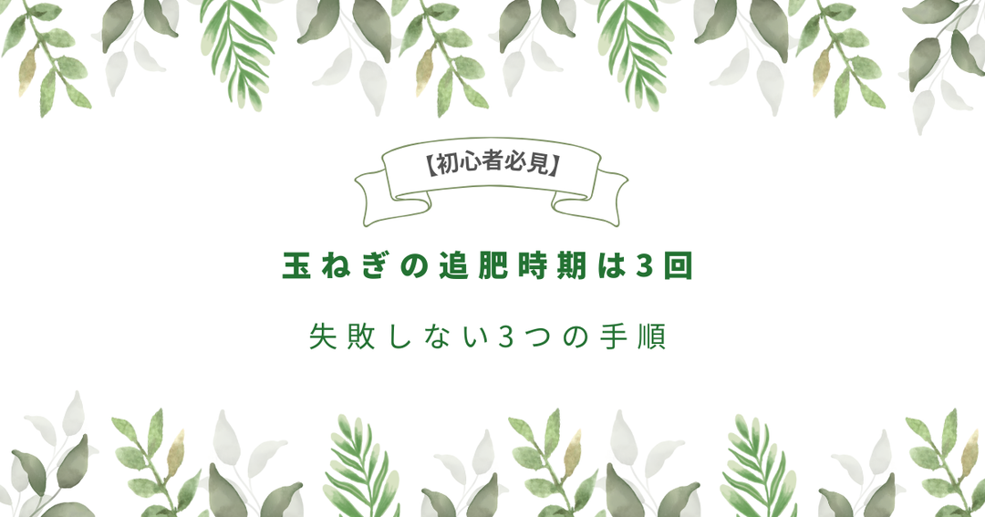 【初心者必見】玉ねぎの追肥時期は3回｜失敗しない3つの手順