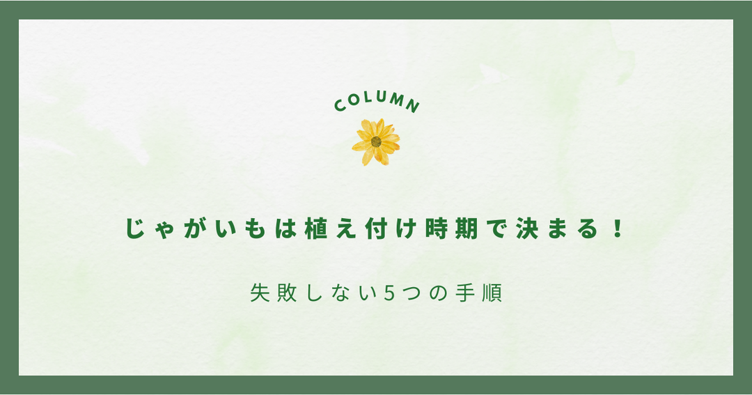 じゃがいもは植え付け時期で決まる！失敗しない5つの手順