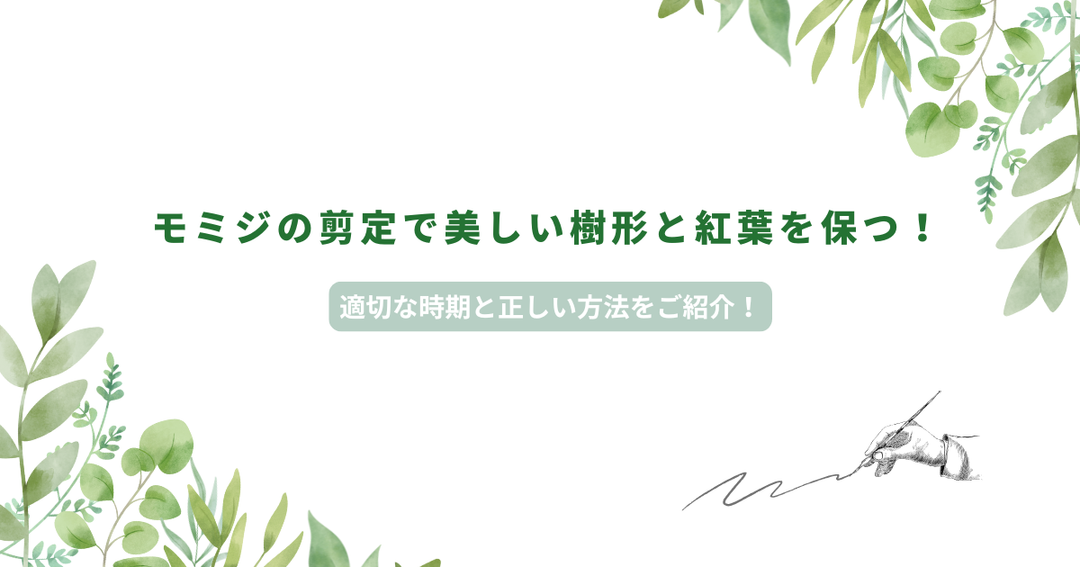 モミジの剪定で美しい樹形と紅葉を保つ！適切な時期と正しい方法をご紹介！