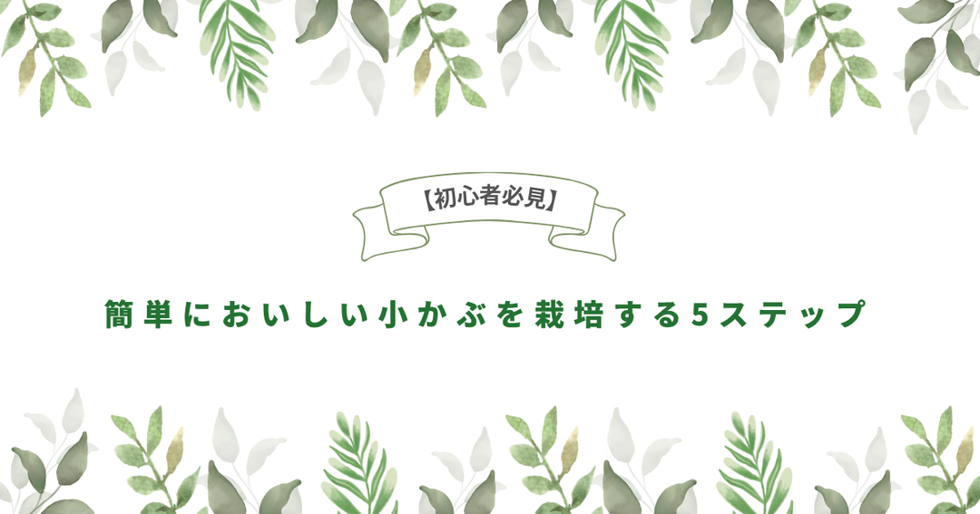 【初心者必見】簡単においしい小かぶを栽培する5ステップ