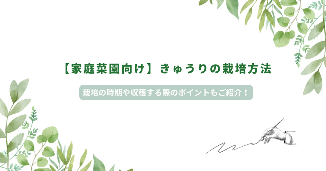 【家庭菜園向け】きゅうりの栽培方法｜栽培の時期や収穫する際のポイントもご紹介！