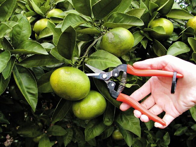 アルス ARS 摘果鋏ロングタイプ 300L-BP – マルトヨコーポレーション