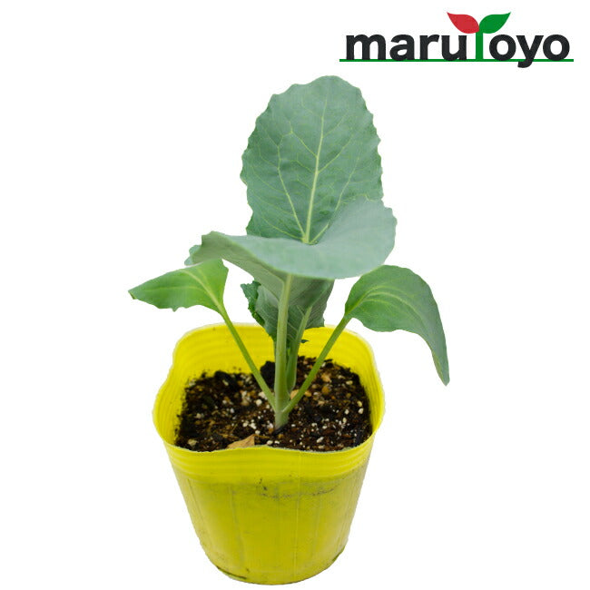 マルトヨ農場 – ページ 8 – マルトヨコーポレーション