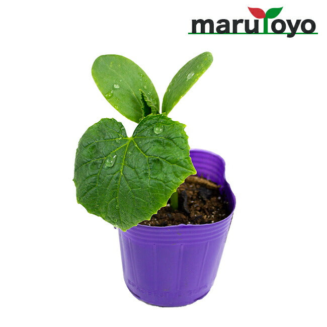 マルトヨ農場 – ページ 8 – マルトヨコーポレーション