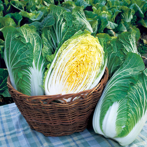 マルトヨの野菜苗 ハクサイ 黄ごころ85 9cmポット苗 白菜晩生黄芯