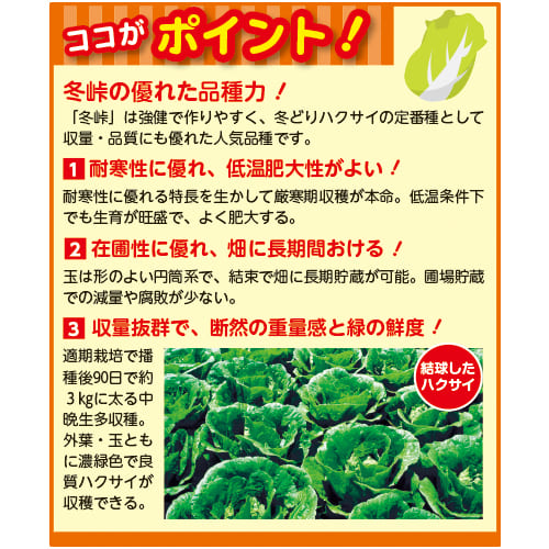 マルトヨの野菜苗 ハクサイ 冬峠 9cmポット苗 白菜晩生白芯