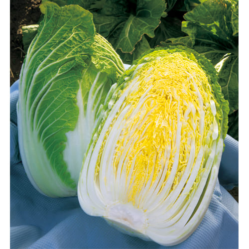 マルトヨの野菜苗 ハクサイ ほまれの極み 9cmポット苗 白菜極晩生黄芯