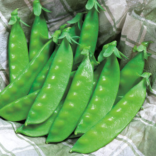 マルトヨの野菜苗 キヌサヤエンドウ 絹さやえんどう 絹さや