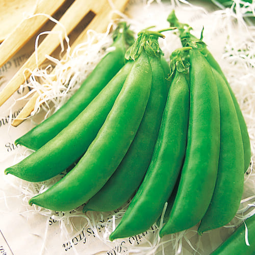 マルトヨの野菜苗 スナップエンドウ サヤエンドウ 鞘えんどう トウミョウ 豆苗 9cmポット苗