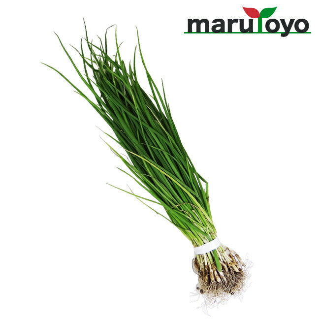 玉ねぎ苗 早生 ジェットスター 50本 – マルトヨコーポレーション