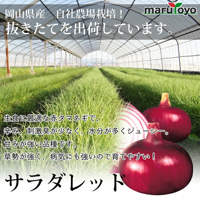 玉ねぎ苗 中晩生 赤タマネギ・サラダレッド 50本 – マルトヨ