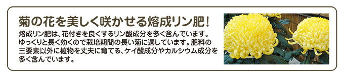 花ごころ 菊の土お見事！ 12L