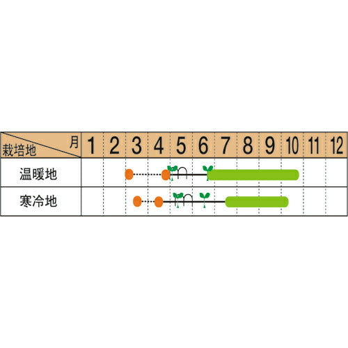 マルトヨの野菜苗 トマト ミニトマト アイコ 9cmポット苗