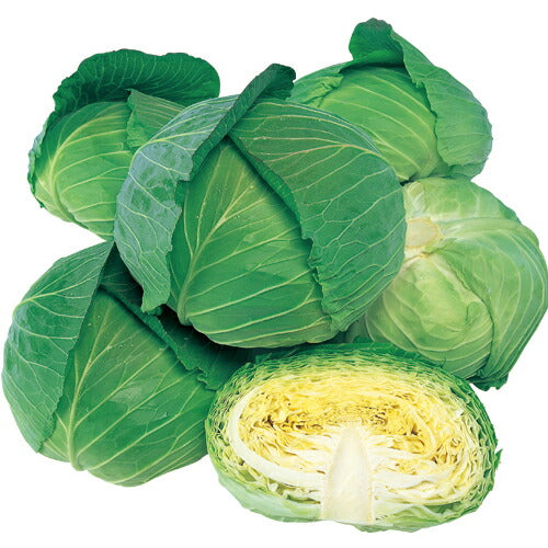 マルトヨの野菜苗 キャベツ 彩風 9cmポット苗