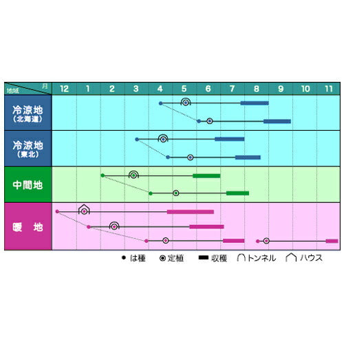 マルトヨの野菜苗 カボチャ 坊ちゃん 9cmポット苗