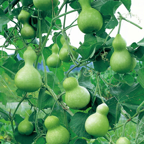 マルトヨの野菜苗 ヒョウタン 千成兵丹 9cmポット苗