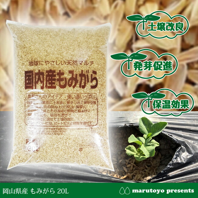 販売停止 斑入り やまいも 苗 ① yam-6-2.jpg