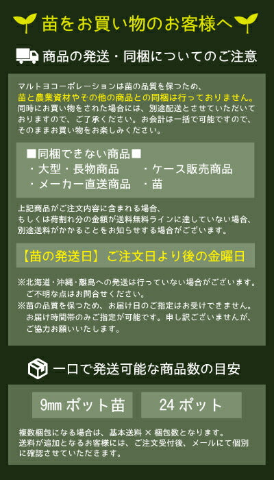 マルトヨの野菜苗 キュウリ 青長系地這 9cmポット苗