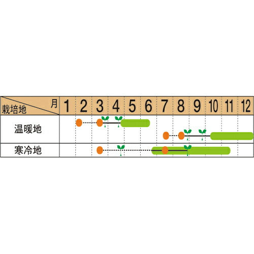 マルトヨの野菜苗 茎ブロッコリー ブロッコリー スティックブロッコリー グリーンボイス 9cmポット苗