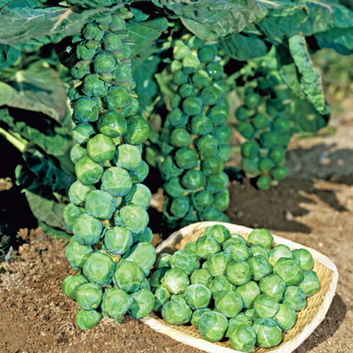 マルトヨの野菜苗 キャベツ 芽キャベツ 早生子持 9cmポット苗